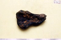 藏品(動物骨化石)的圖片